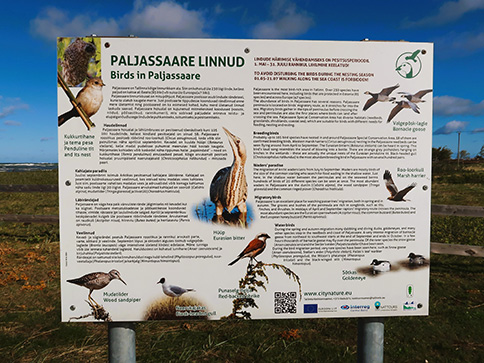 Galerie Landausflug Tallinn - Paljassaare Vogelbeobachtung