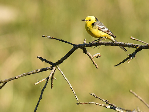 Galerie Landausflug Tallinn - Paljassaare Vogelbeobachtung